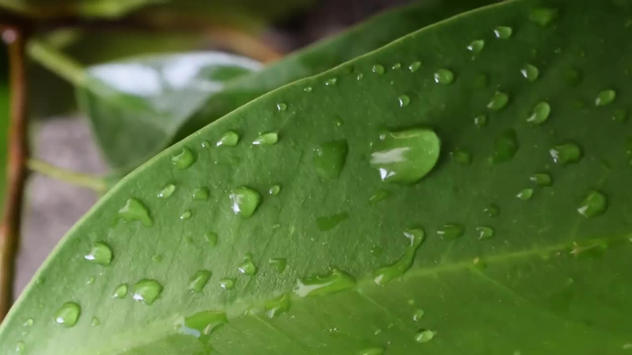 雨点或细雨坐在绿色的树上，风吹。视频下载