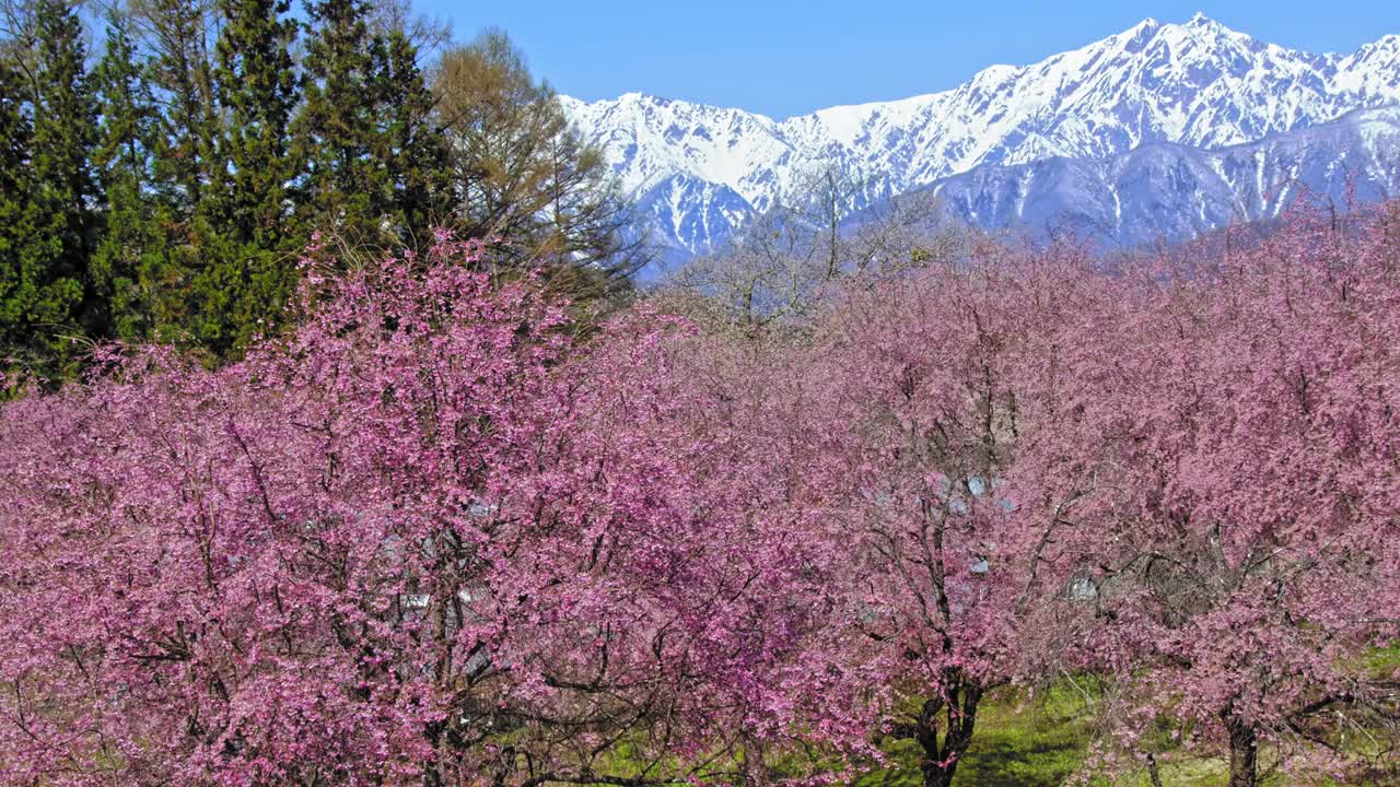 雪山的残雪和春天的樱花视频下载