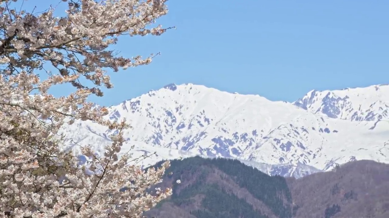 雪山的残雪和春天的樱花视频下载