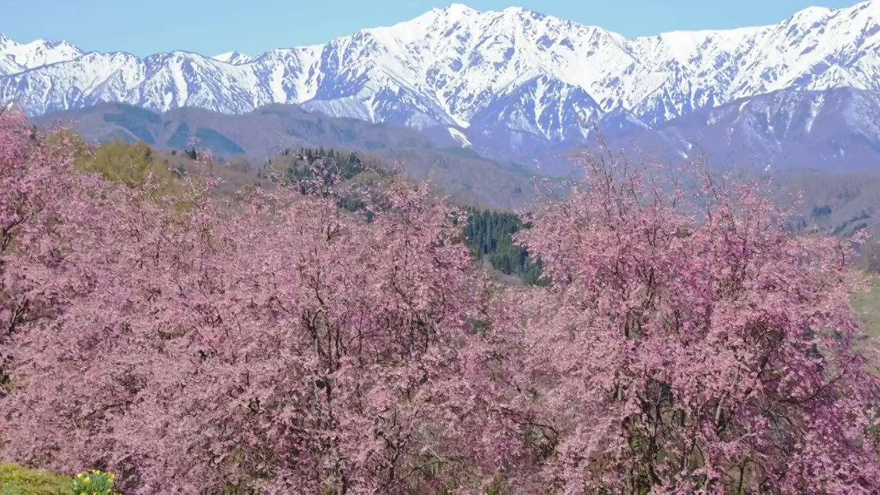 雪山的残雪和春天的樱花视频下载