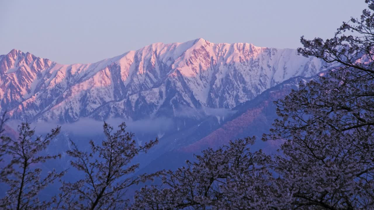 当太阳升起的时候，剩下的雪山将会在早晨绽放出樱花视频下载