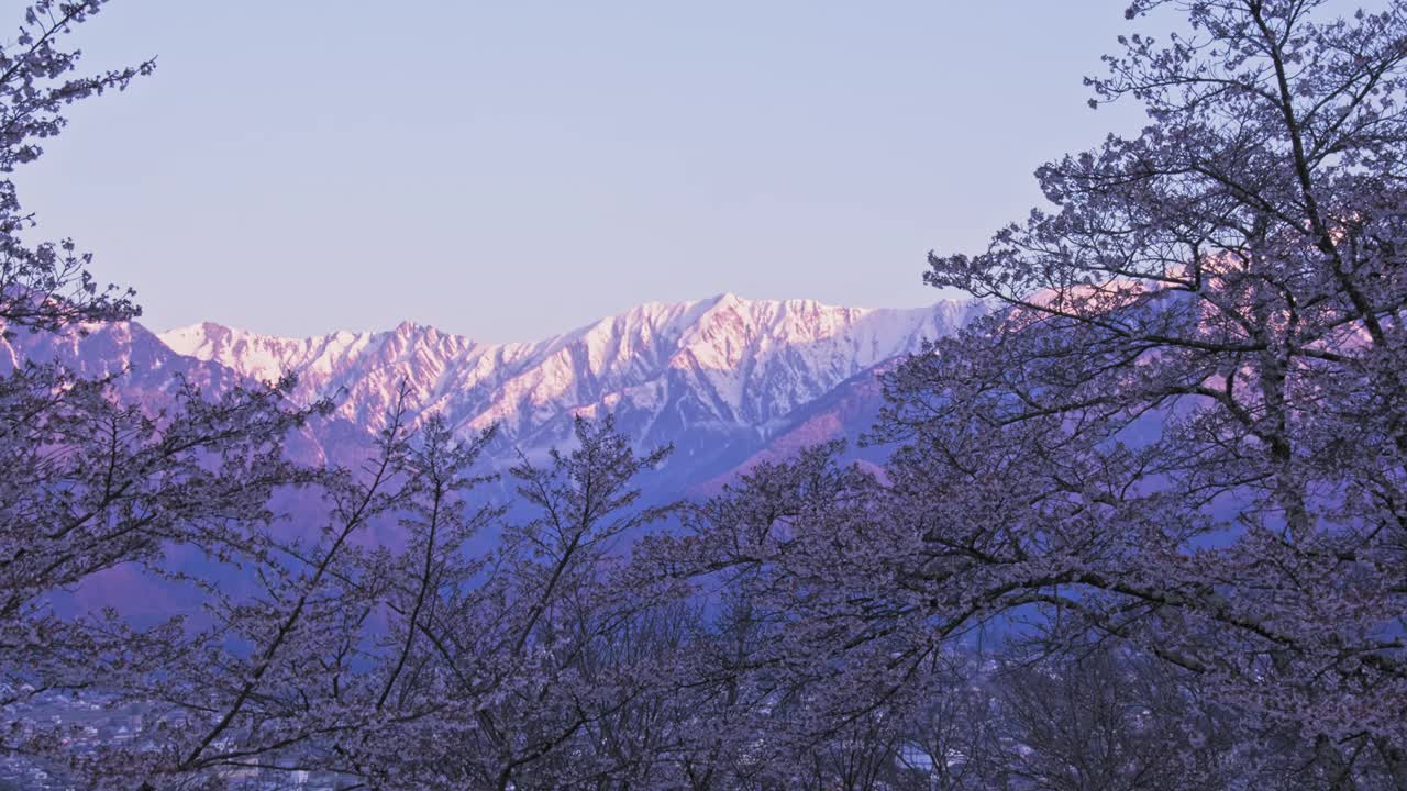 当太阳升起的时候，剩下的雪山将会在早晨绽放出樱花视频下载