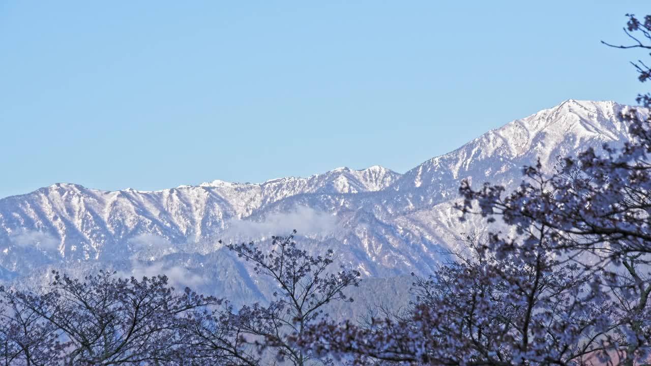 雪山的余雪和早晨的樱花视频下载