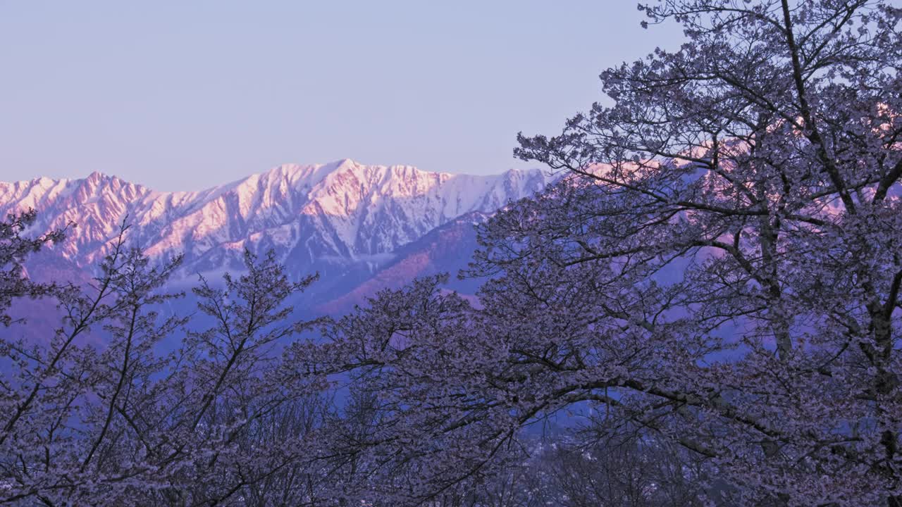 当太阳升起的时候，剩下的雪山将会在早晨绽放出樱花视频下载