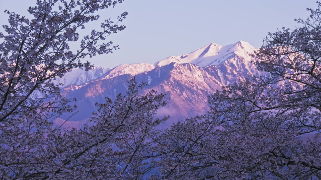 当太阳升起的时候，剩下的雪山将会在早晨绽放出樱花视频下载