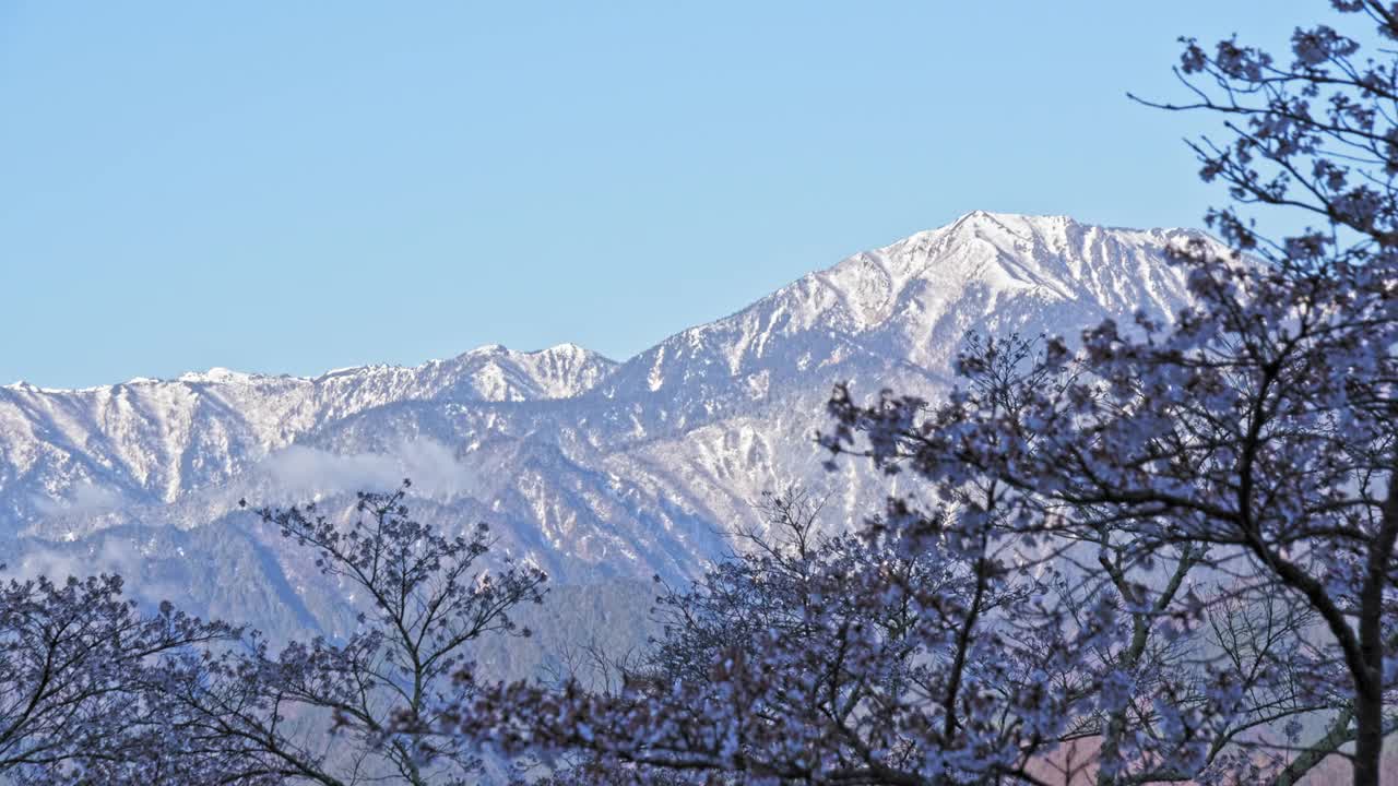 雪山的余雪和早晨的樱花视频下载