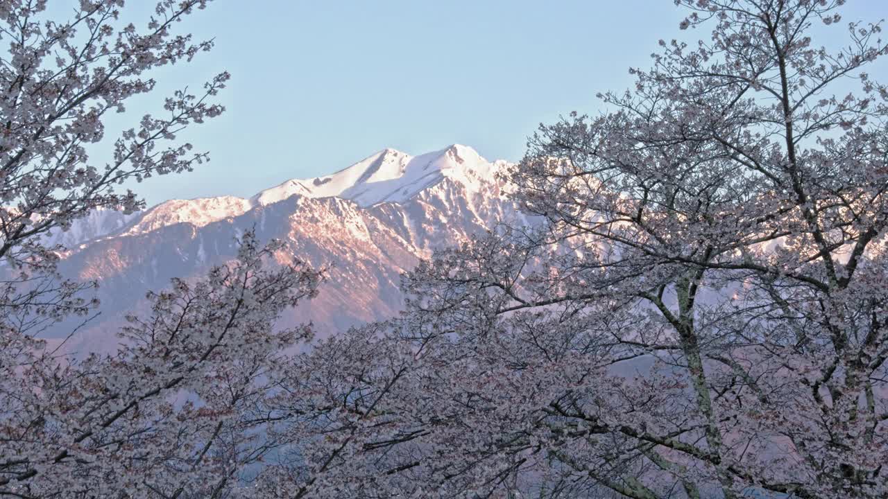 雪山的余雪和早晨的樱花视频下载