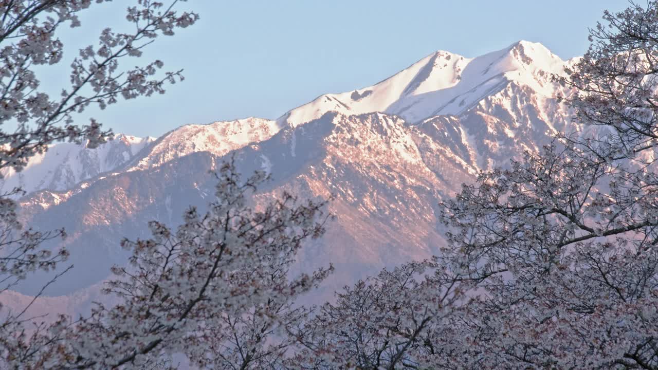 雪山的余雪和早晨的樱花视频下载