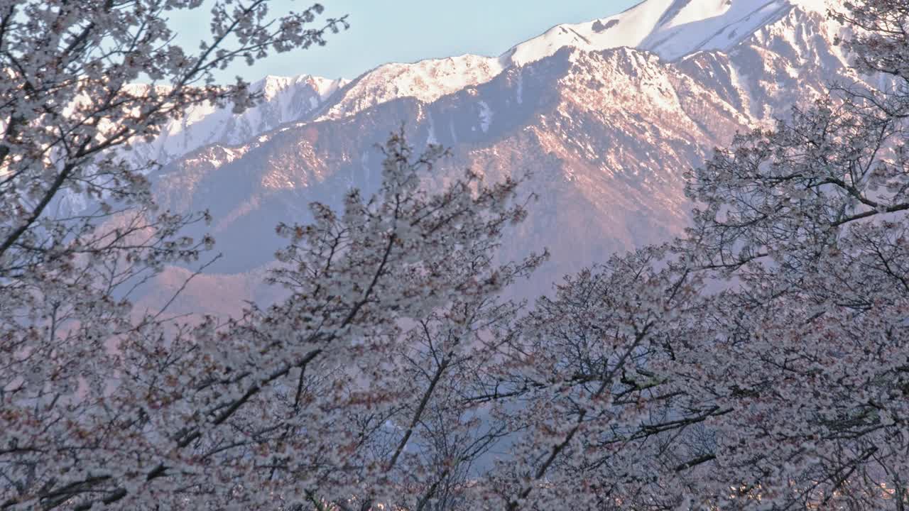 雪山的余雪和早晨的樱花视频下载