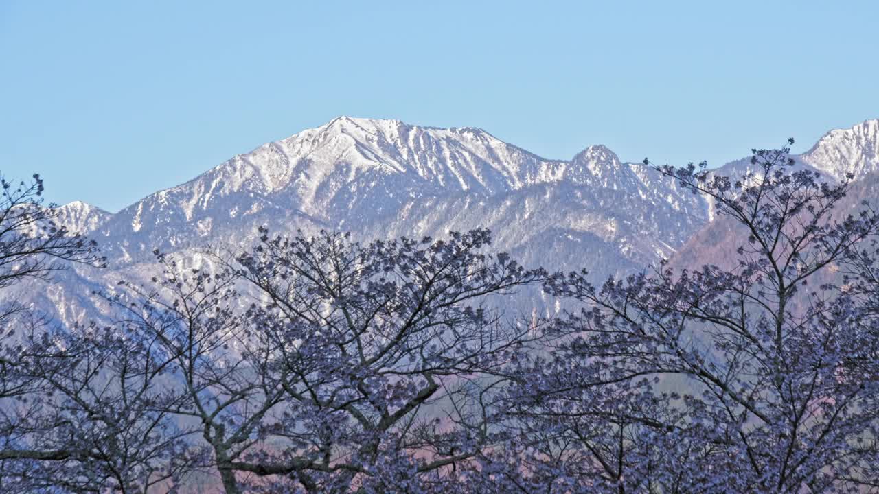 雪山的余雪和早晨的樱花视频下载