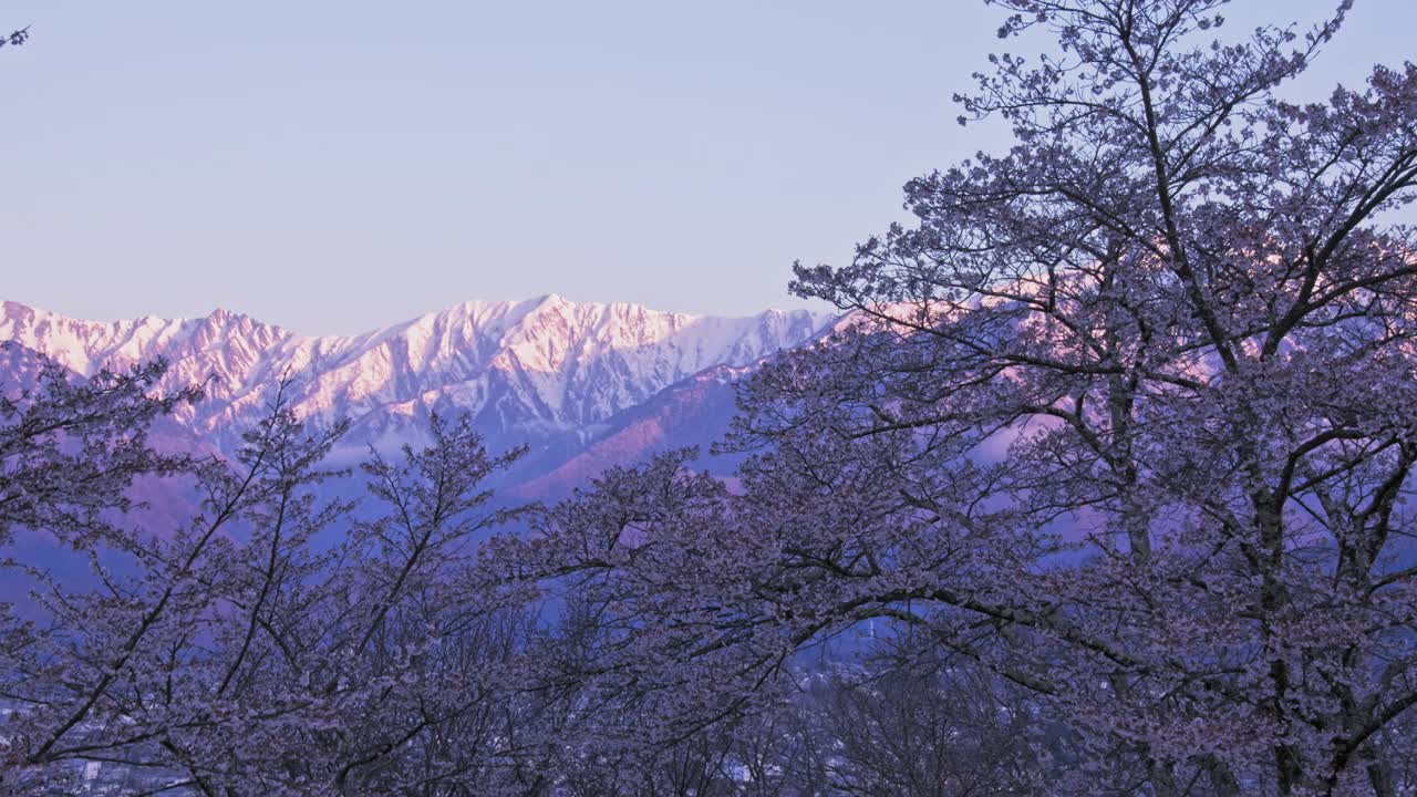 当太阳升起的时候，剩下的雪山将会在早晨绽放出樱花视频下载