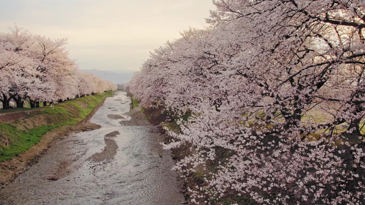 日本长野，日出时，一排樱花树绽放出美丽的光芒视频下载