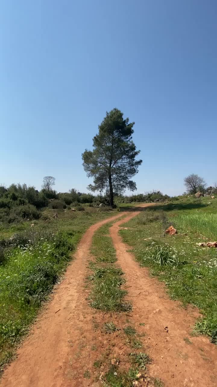 森林中的绿植之间的土路和它旁边的大树是一个垂直的框架。视频素材