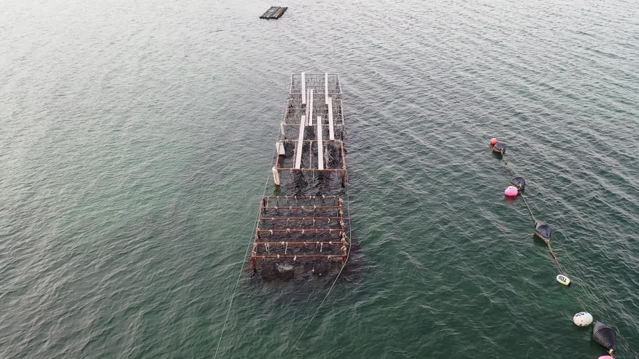 牡蛎养殖场在海里视频下载