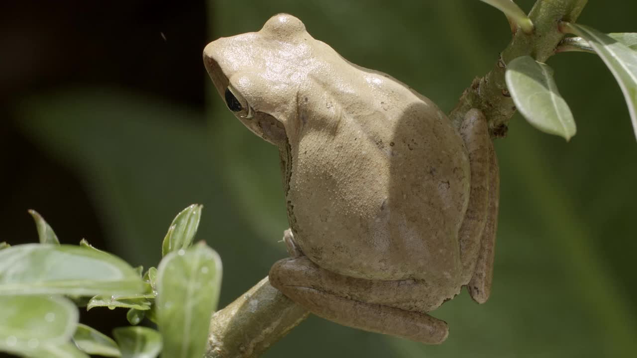 特写依旧拍摄普通树蛙(Polypedatus leucomystax)视频下载