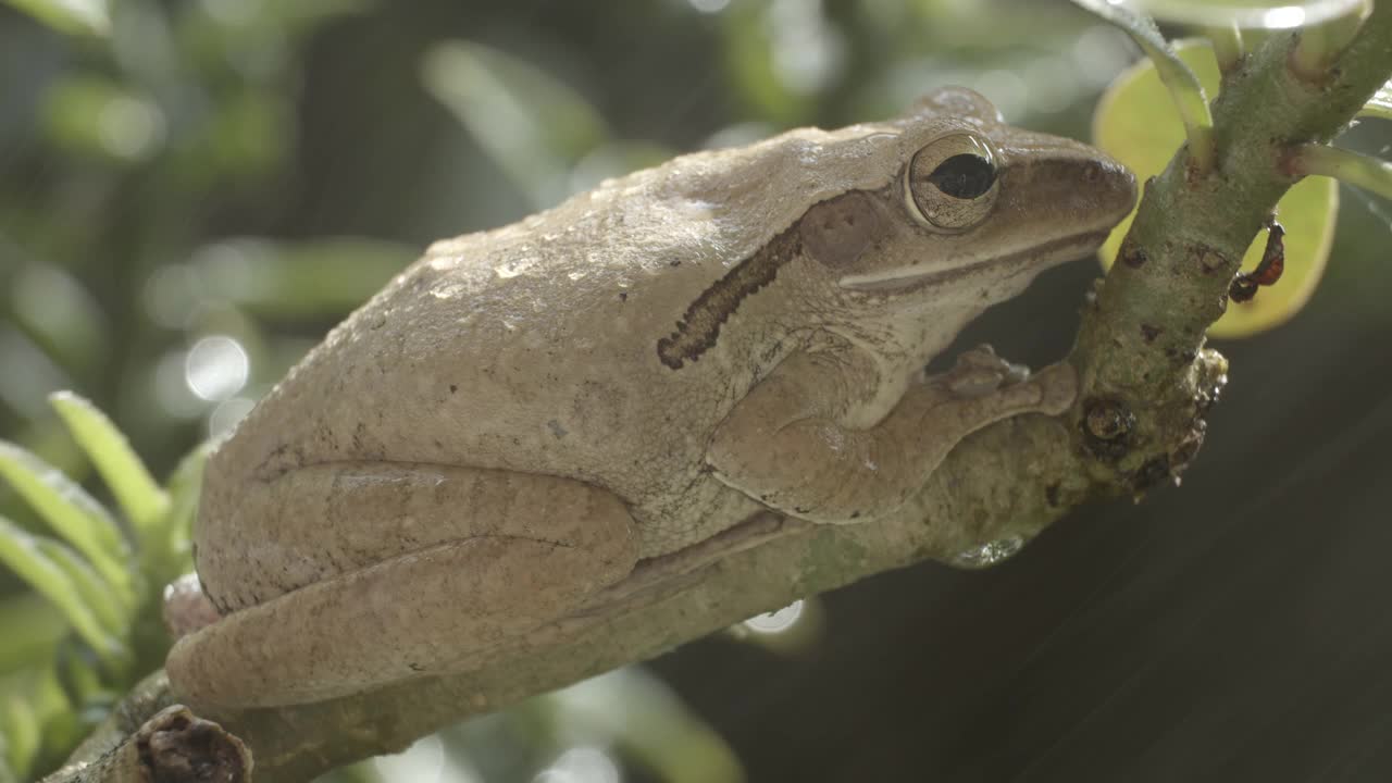 特写依旧拍摄普通树蛙(Polypedatus leucomystax)视频下载