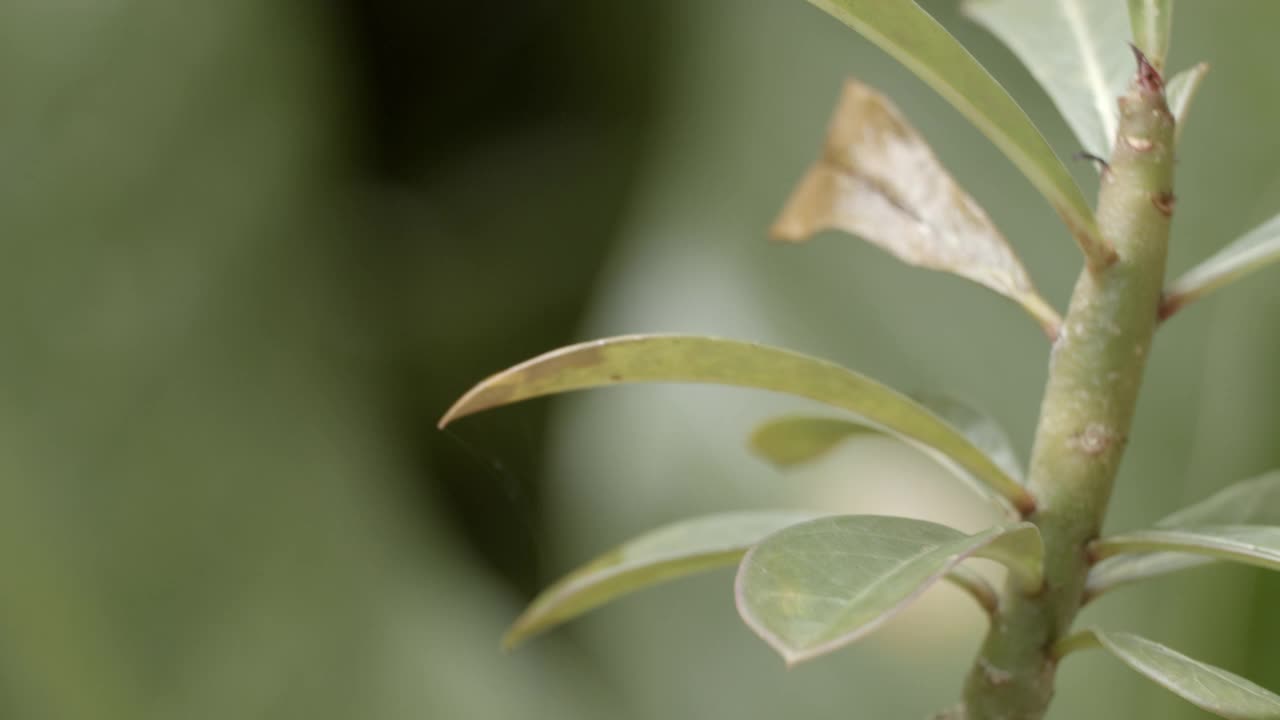 特写依旧拍摄普通树蛙(Polypedatus leucomystax)视频下载