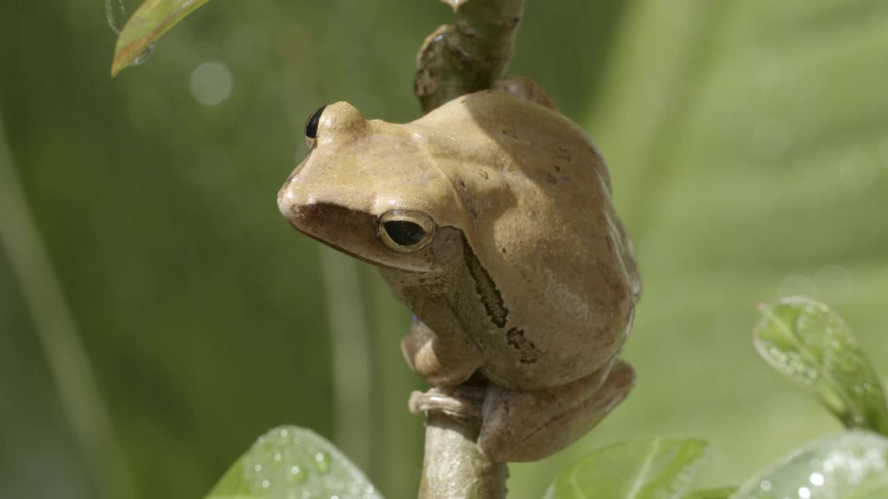 特写依旧拍摄普通树蛙(Polypedatus leucomystax)视频下载