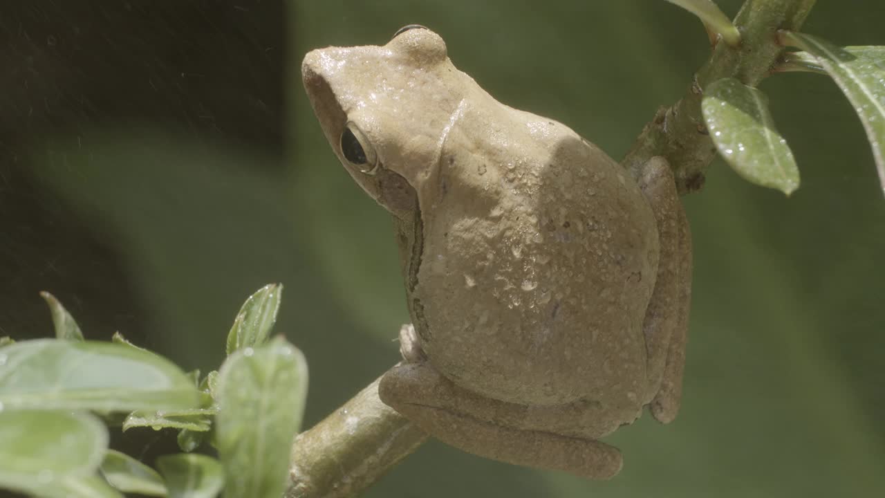 特写依旧拍摄普通树蛙(Polypedatus leucomystax)视频下载