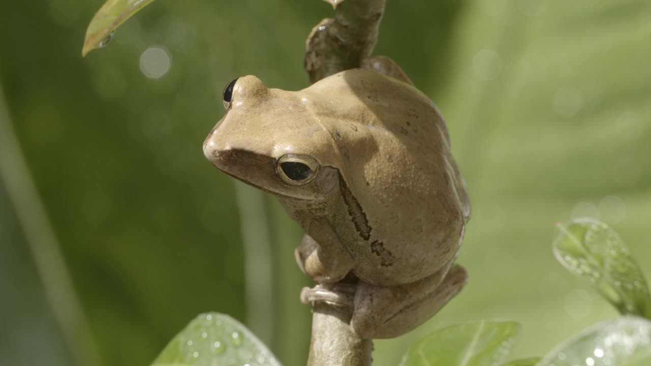 特写依旧拍摄普通树蛙(Polypedatus leucomystax)视频下载