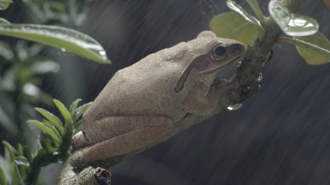 特写依旧拍摄普通树蛙(Polypedatus leucomystax)视频下载