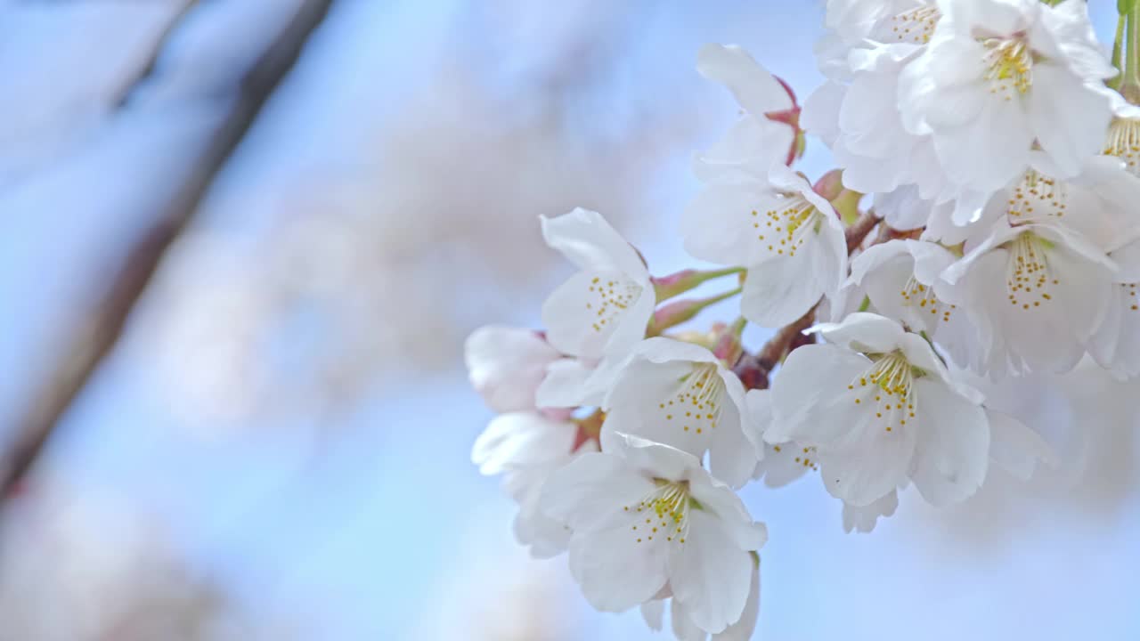 日本长野的樱花特写。视频下载