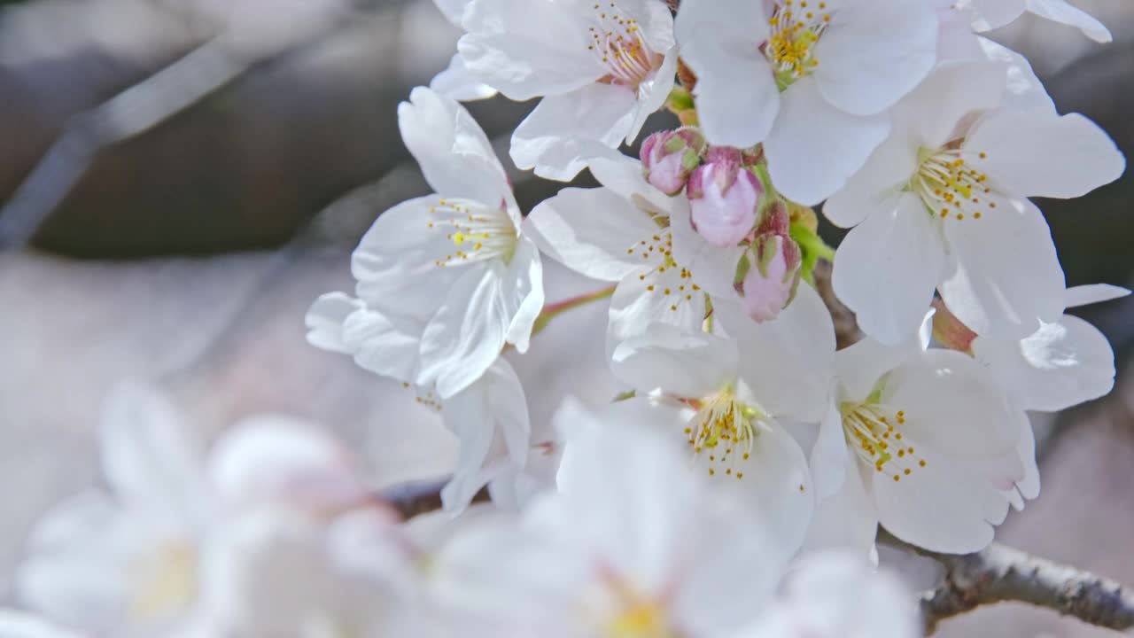 日本长野的樱花特写。视频下载