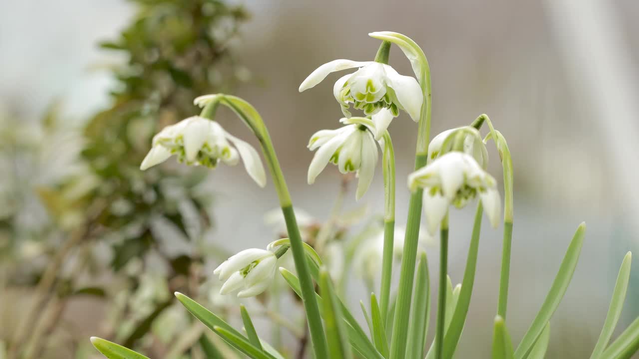 近距离的双雪花莲花视频下载