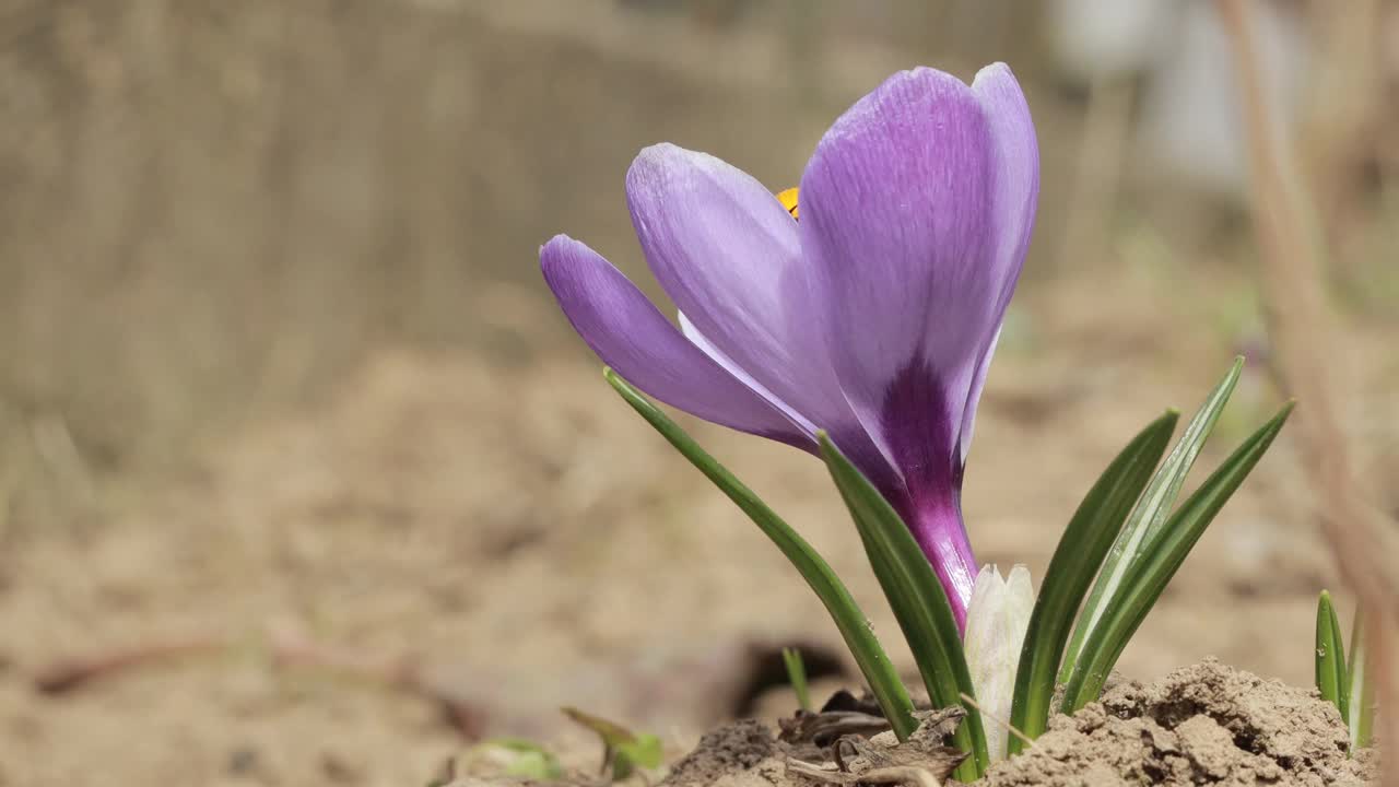 番红花，鸢尾科。视频下载