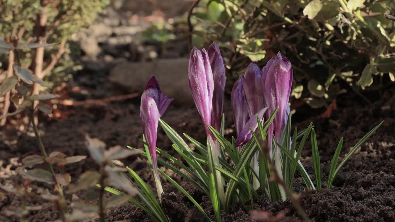 番红花，鸢尾科。视频下载