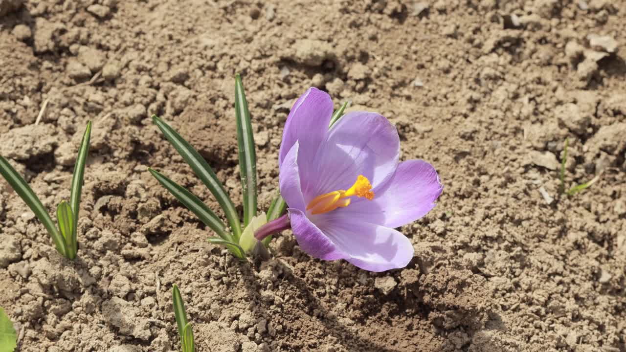 番红花，鸢尾科。视频下载