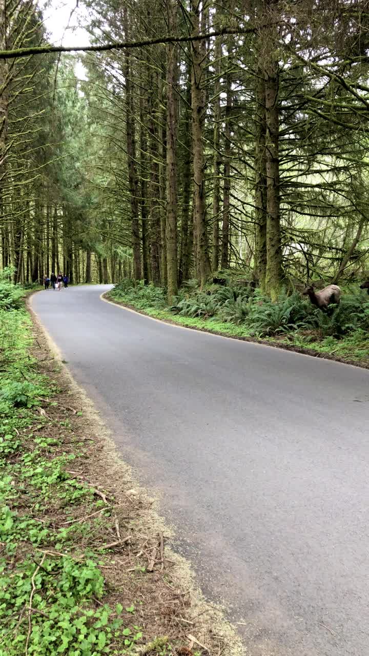 麋鹿穿过道路视频素材