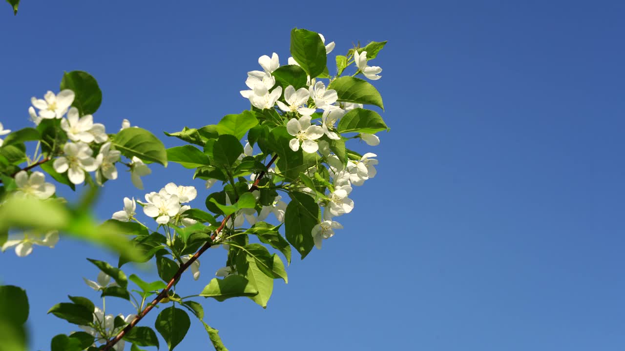 白色的苹果花枝在清澈的蓝天背景下视频下载