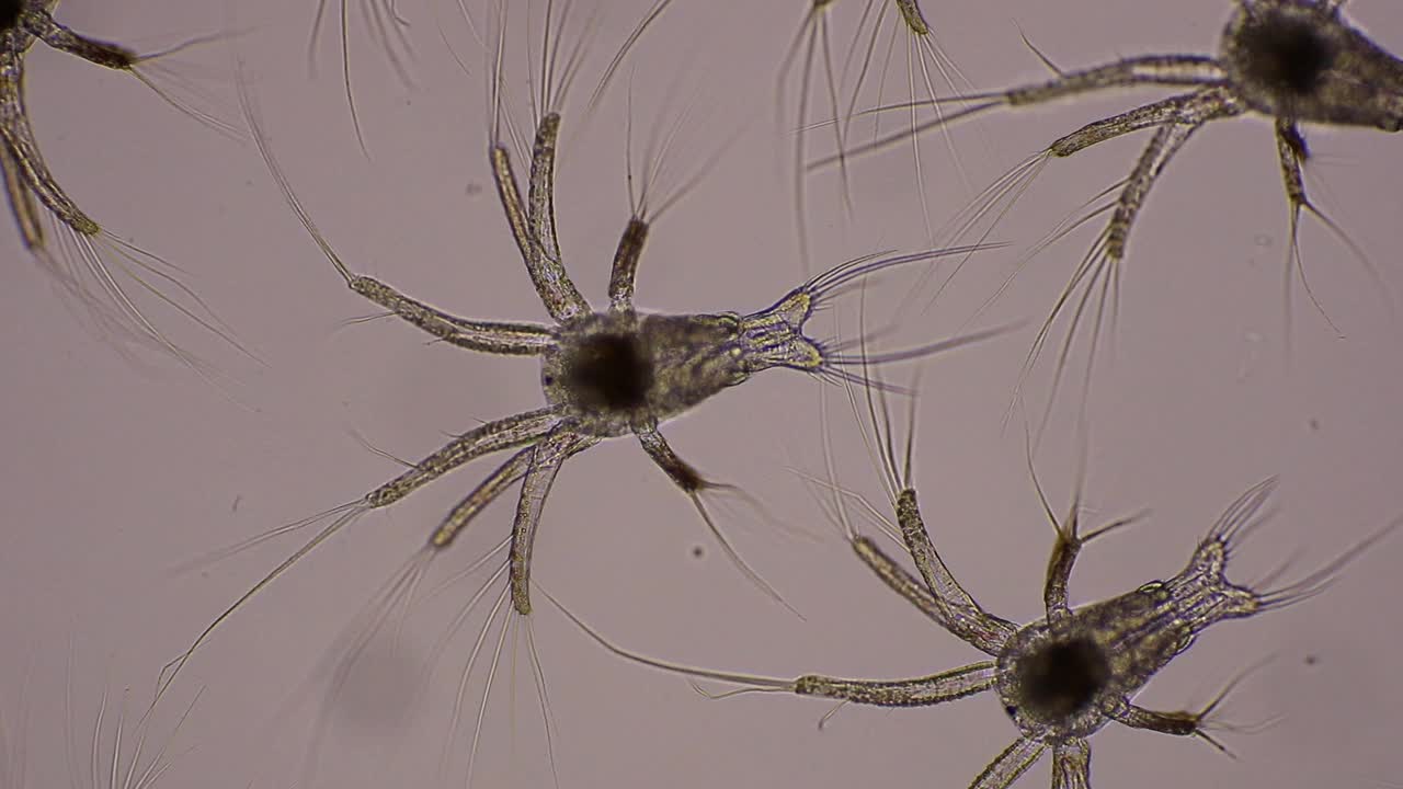 亚洲，显微镜下在水中游泳的白虾的Nauplius幼虫。显微，宏观，生物学，宏观摄影，实验室。视频下载