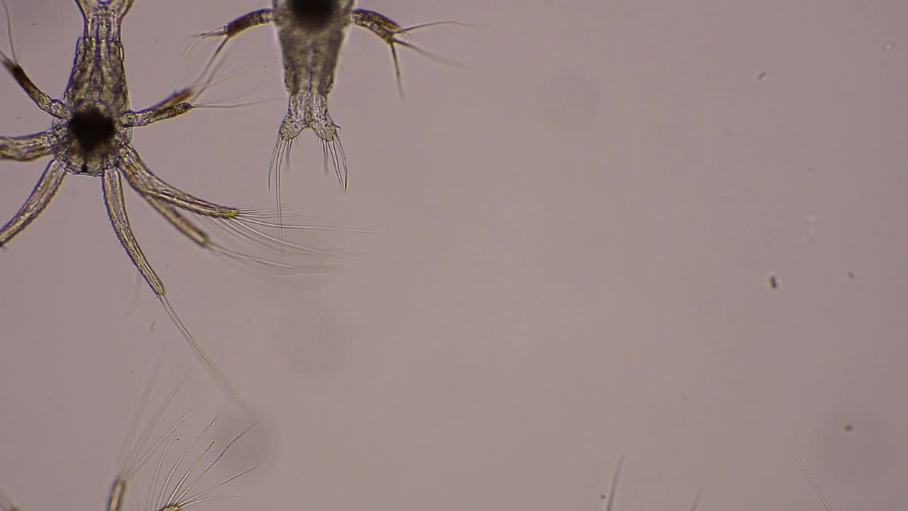 亚洲，显微镜下在水中游泳的白虾的Nauplius幼虫。显微，宏观，生物学，宏观摄影，实验室。视频下载