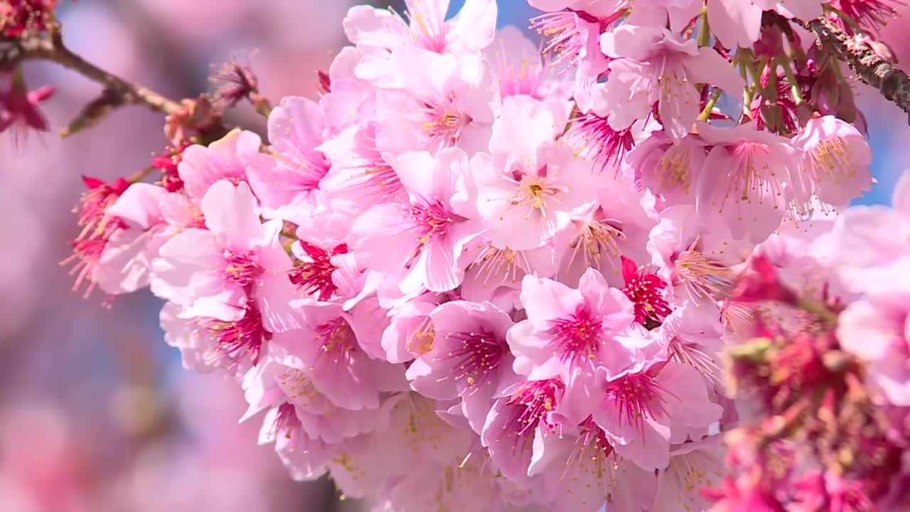 CU，“日立benikanzakura”盛开，茨城市，日本视频素材