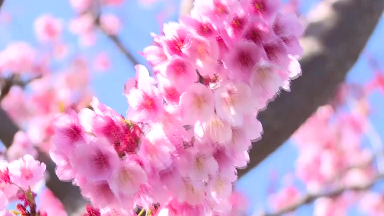 CU，“日立benikanzakura”盛开，茨城市，日本视频素材