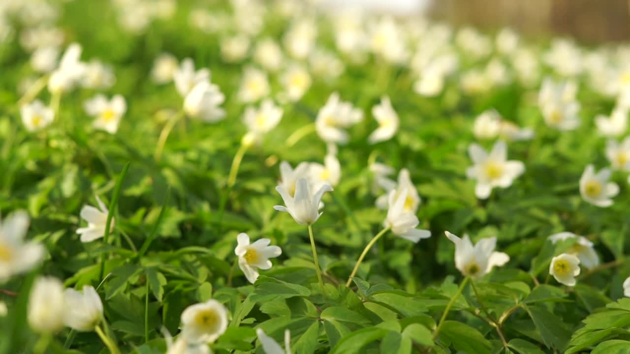 白色的银莲花在春天开花。毛茛科的野花(银莲花)视频下载