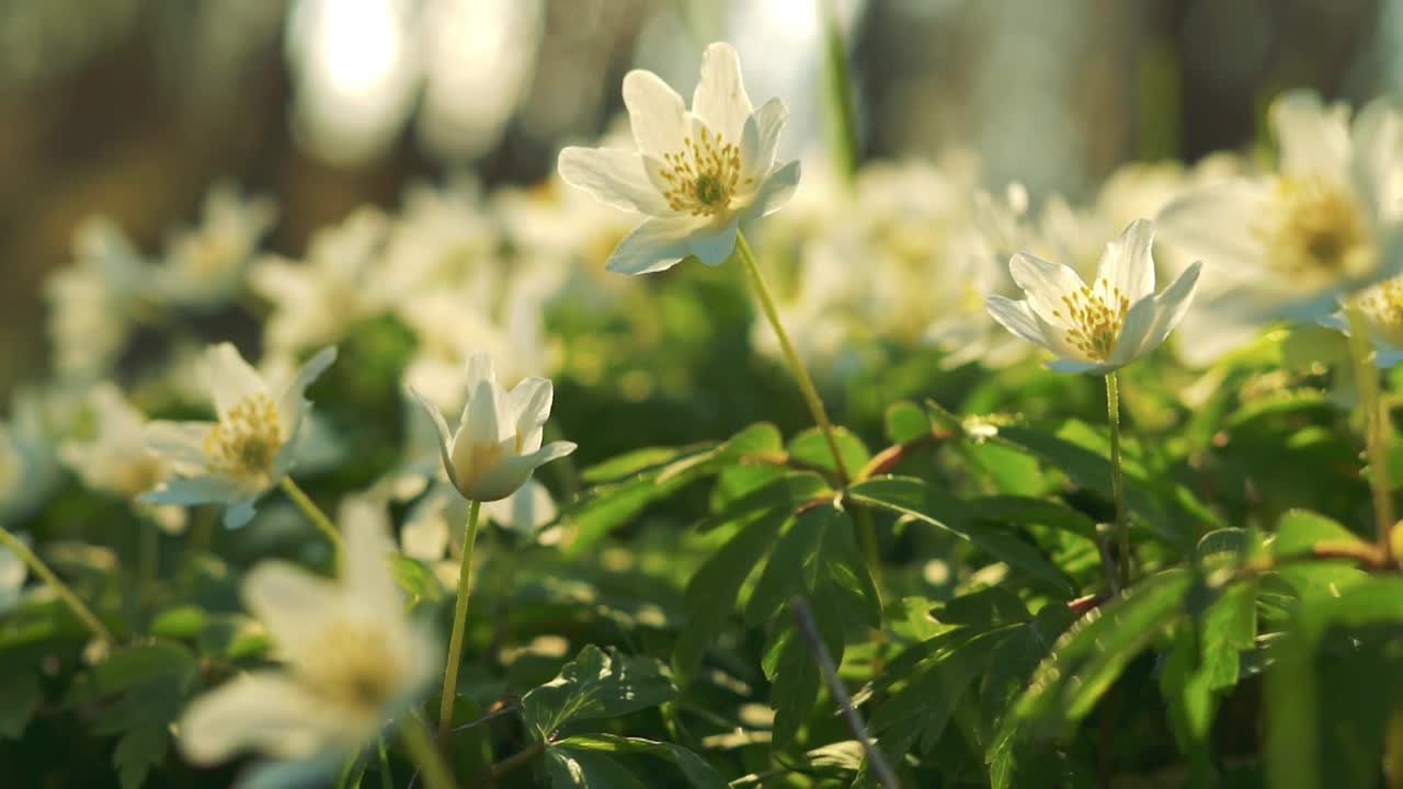 白色的银莲花在春天开花。毛茛科的野花(银莲花)视频下载