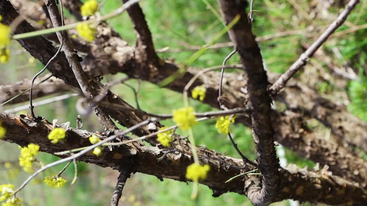 山茱萸，狗树植物视频下载