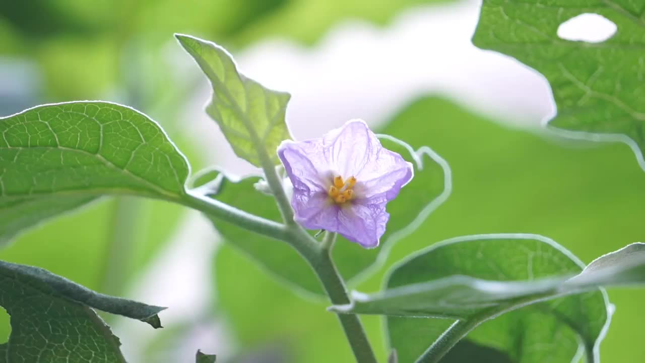 茄子的花正在盛开。视频下载