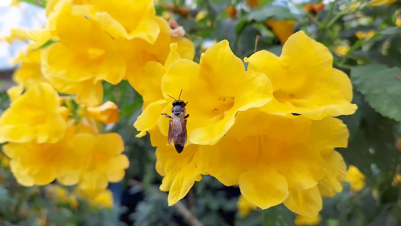 一只昆虫在黄花上的特写。视频下载