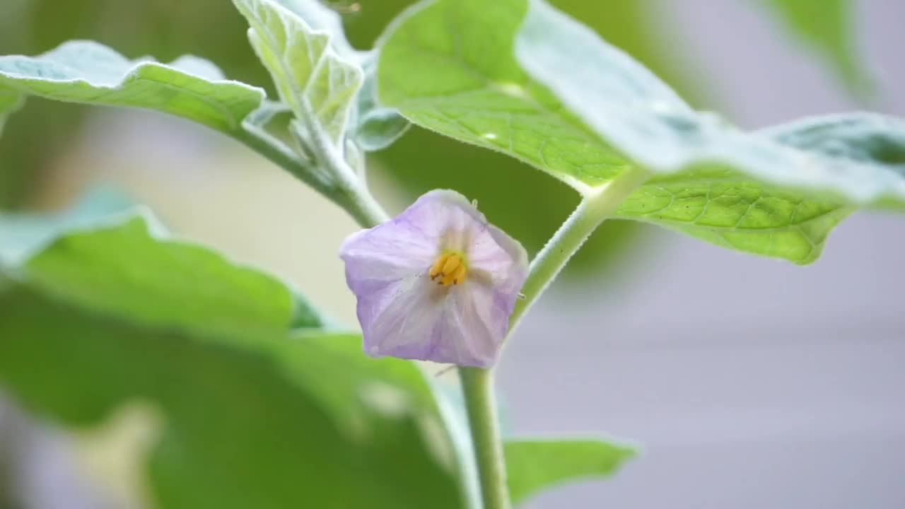 茄子花的特写。视频下载