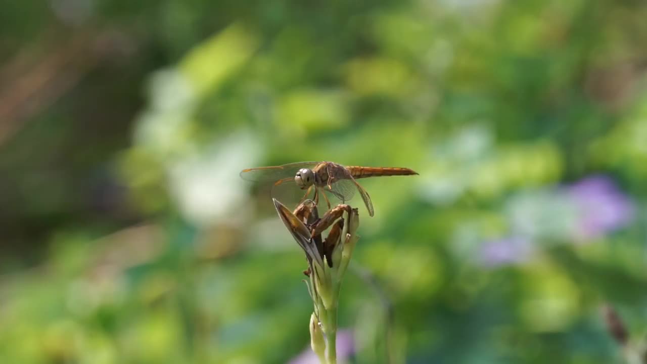 花园里的花上有蜻蜓。视频下载