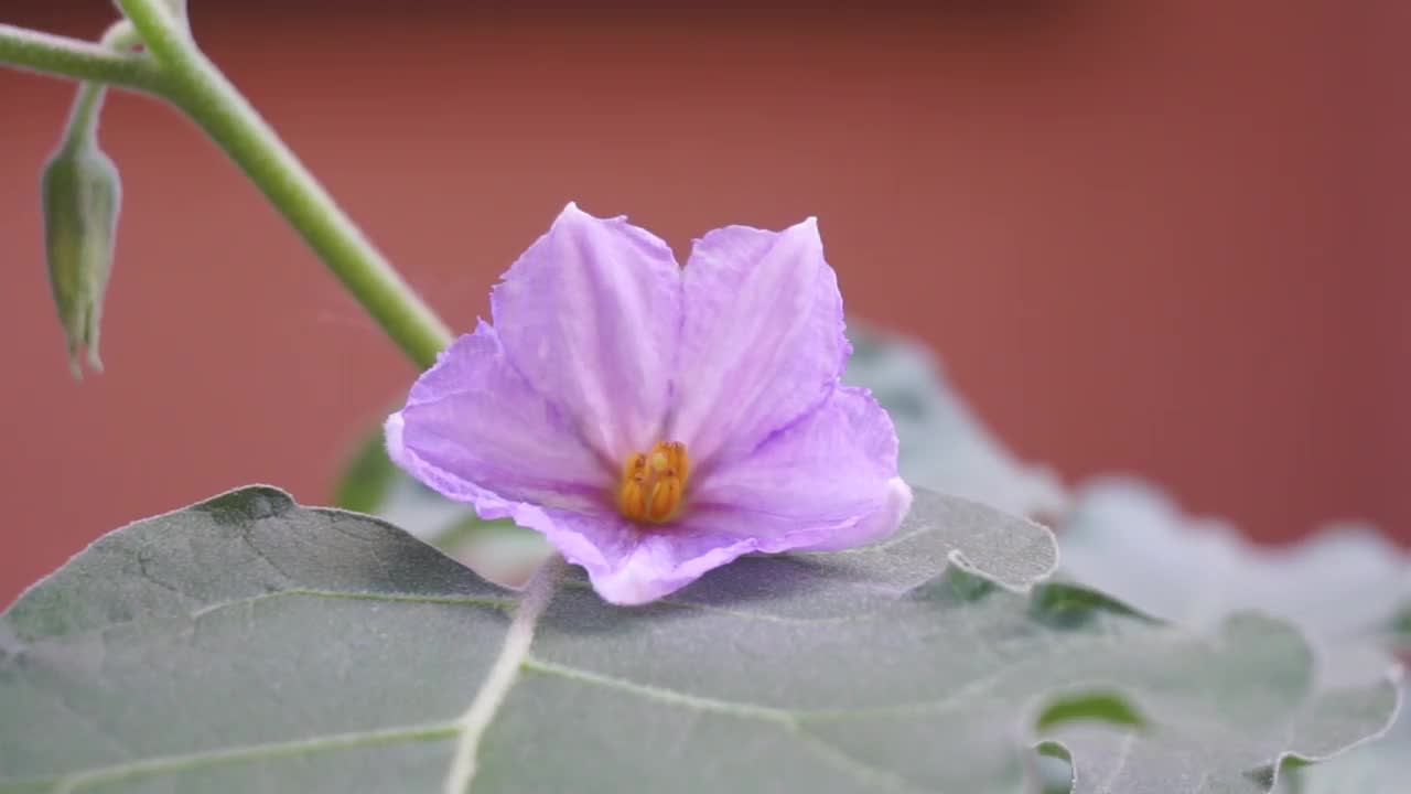 后院的树上长着茄子花。视频下载