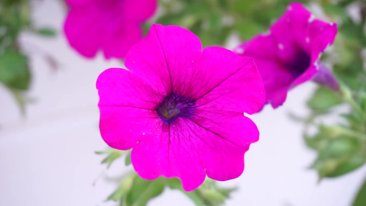 盛开的矮牵牛花花粉的特写。视频下载