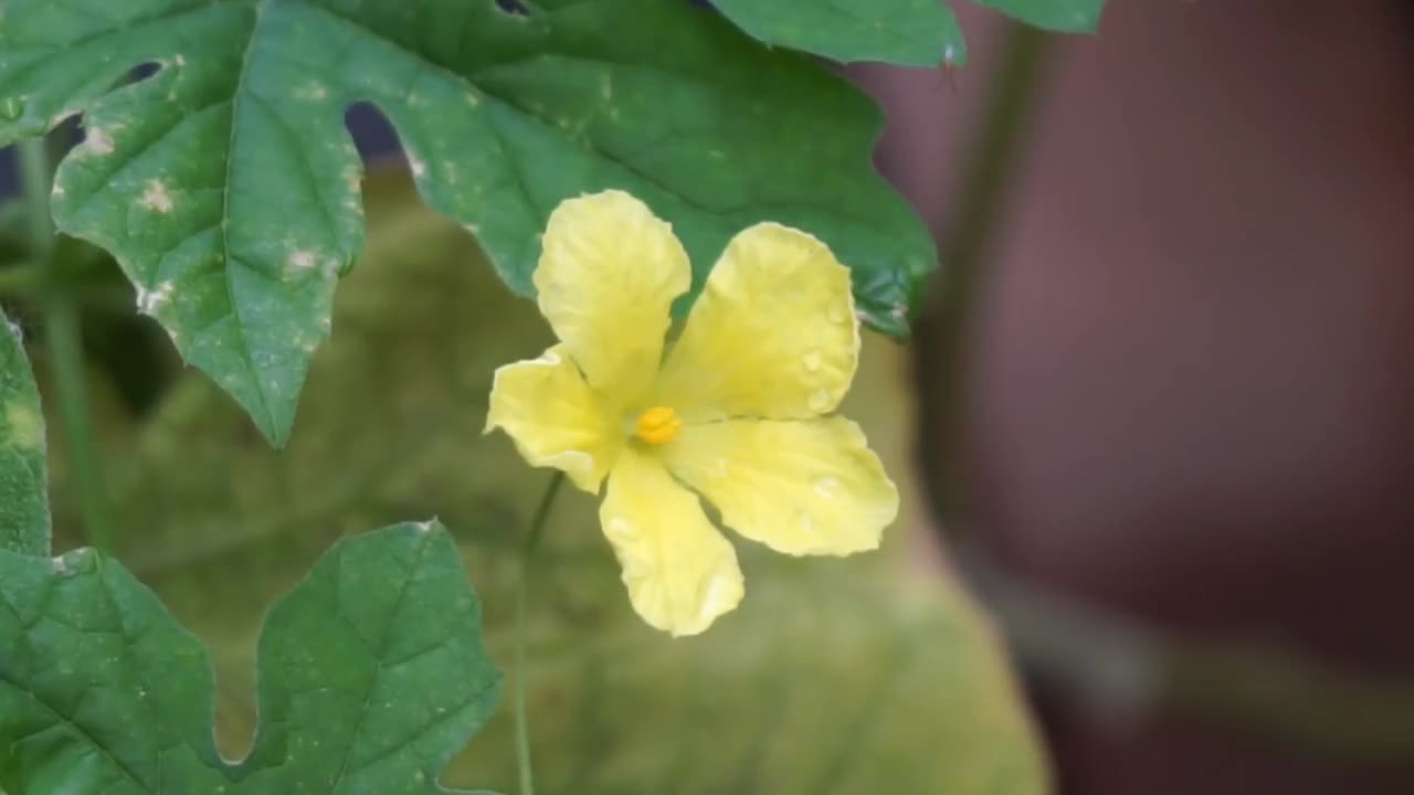 花园里盛开着葫芦花。视频下载