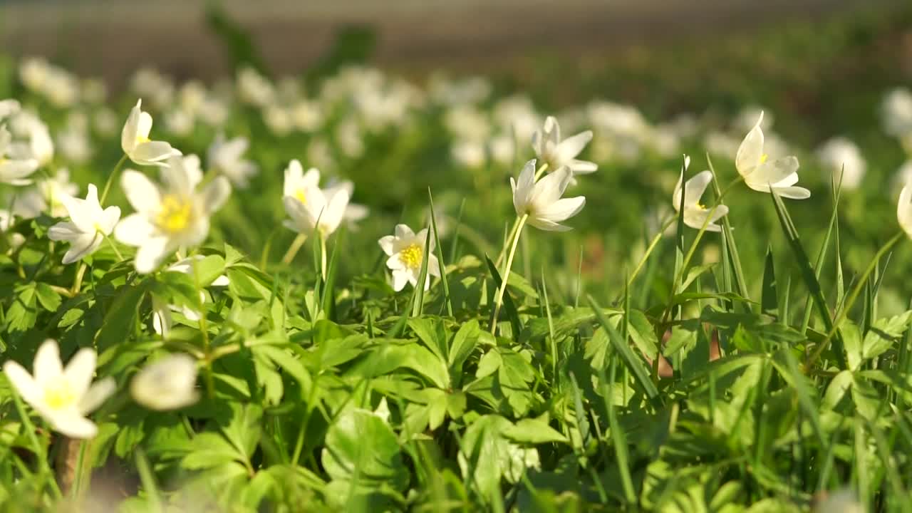 白色的银莲花在春天开花。毛茛科的野花(银莲花)视频下载