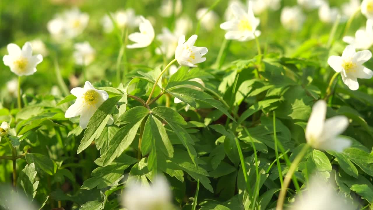 白色的银莲花在春天开花。毛茛科的野花(银莲花)视频下载