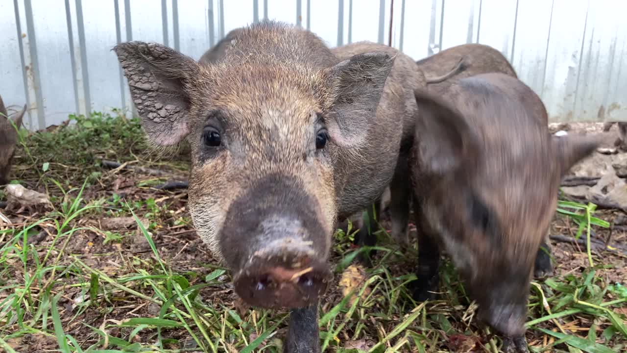 野猪自由进食。视频下载